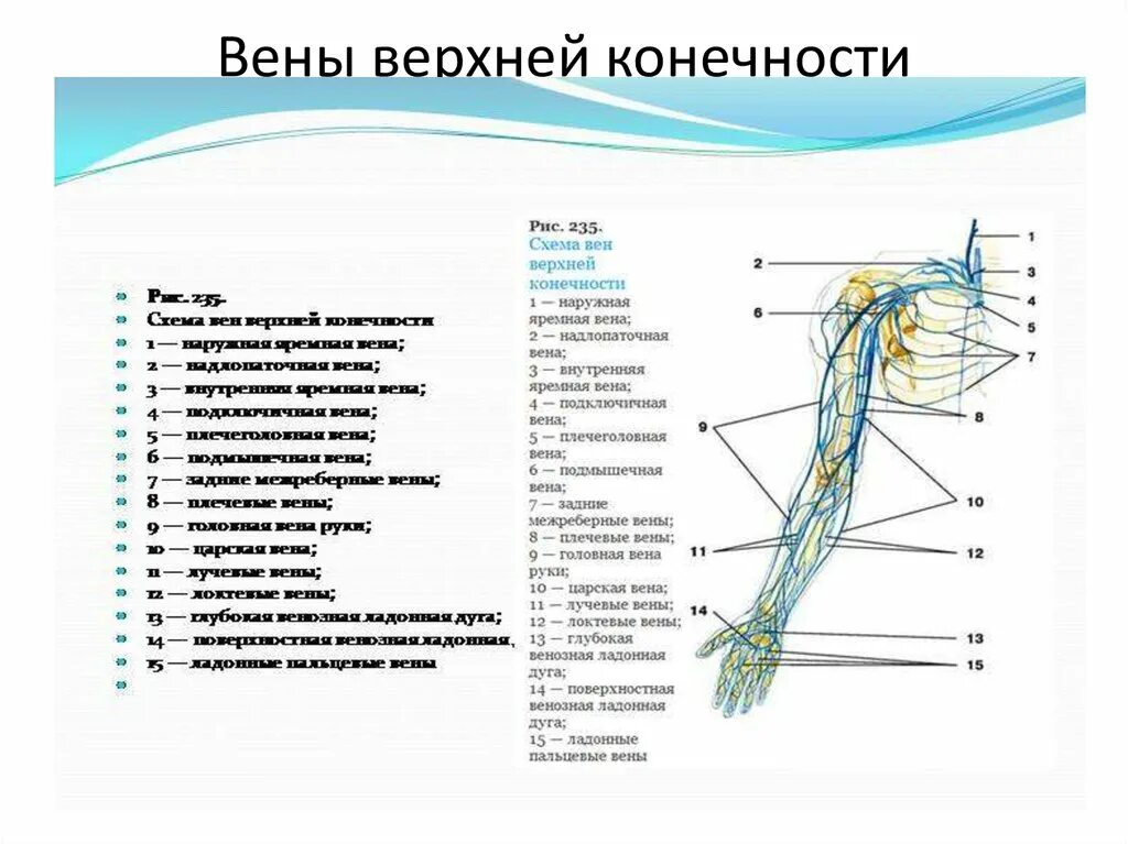 Вены верхней конечности. Поверхностные вены верхней конечности вид спереди. Латеральная подкожная Вена руки топография. Кубитальная Вена верхней конечности. Подкожные вены руки анатомия.