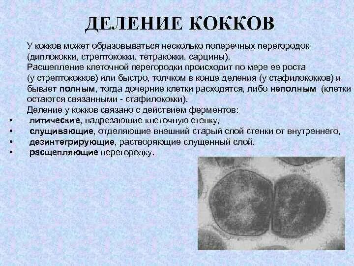 Патогенные кокки. Формы бактерий извитые кокки палочковидные. Деление кокков. Формы бактерий кокки , бациллы, вибрионы. Форма бактерии кокки.