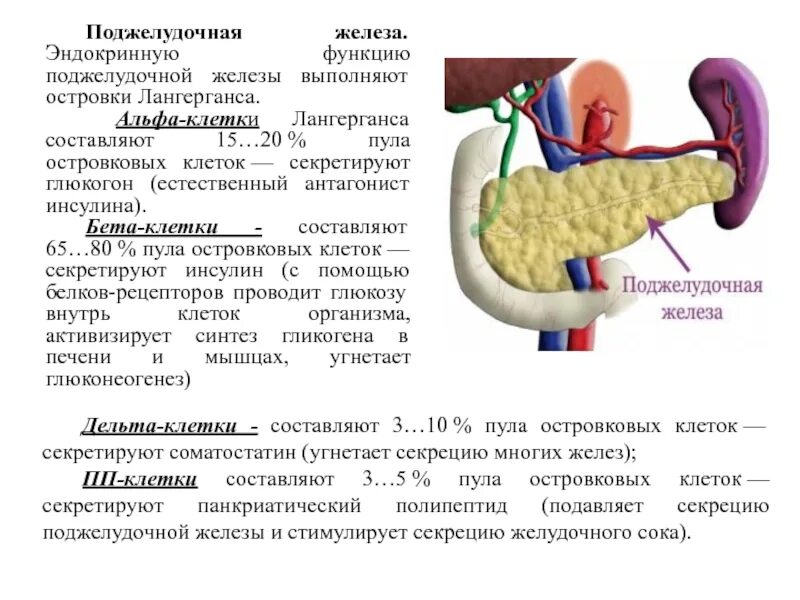 Железа выполняющая барьерную функцию