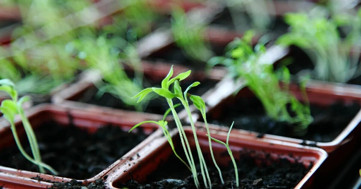 Seedling «рассада». Рассада вытянулась. Вытянутая рассада томатов. Тонкая рассада. Почему не взошли семена помидор