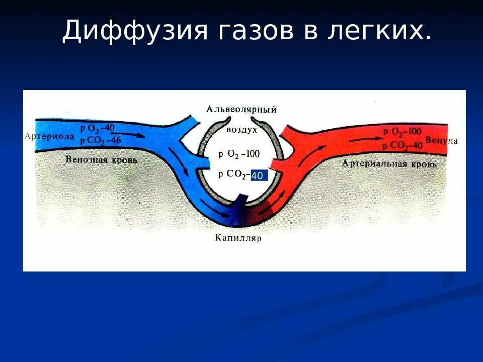 Обмен газов между легочным воздухом и