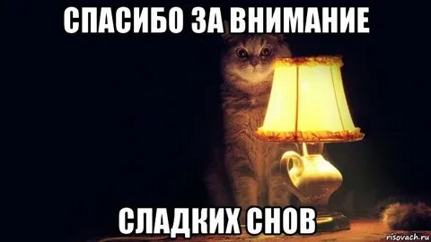 Внимание кот