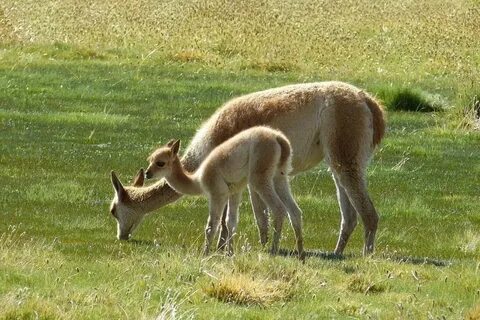 Animal s life