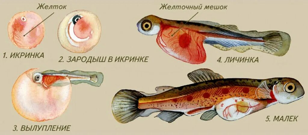 Виды размножения рыб. Строение личинки рыбы. оплодотворение у костных рыб. размножение костистых рыб. схема развития костных рыб.