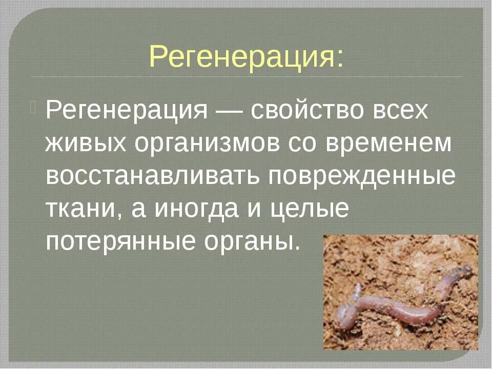 регенерация червей. ресничные черви размножение. регенерация ресничных червей. регенерация червей. дождевые черви регенерируют.