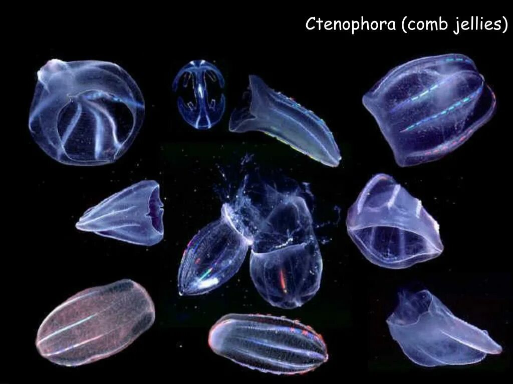 Comb jellies. Зоопланктон Гребневик. Медуза Гребневик. Североамериканский Гребневик. Мнемиопсис медуза.