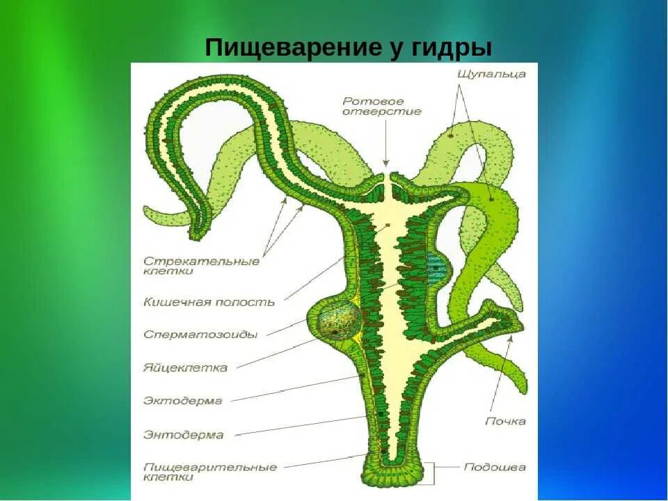 Схема внутреннего строения гидры. Пищеварительная система гидры пресноводной. строение пищеварительной системы гидры. гидра пресноводная строение. пищеварительная система кишечнополостных гидра.
