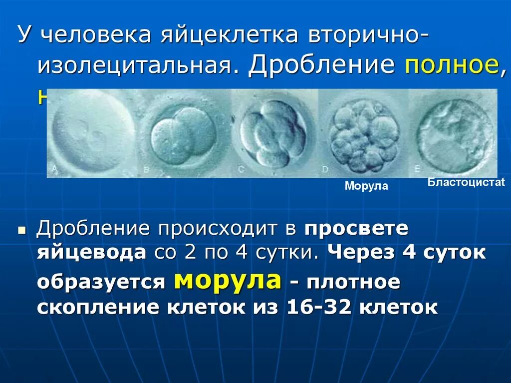 Дробление зиготы морула. Дробление Тип дробления яйцеклетки человека. Дробление зиготы гистология. Дробление яйцеклетки человека.