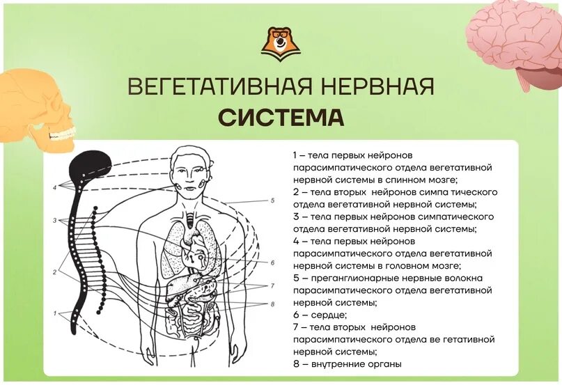 Вегетативная нервная система ЕГЭ биология. Значение вегетативной нервной системы. Значение вегетативной системы. Каково значение вегетативной нервной системы в организме человека. Вегетативная нервная система конспект