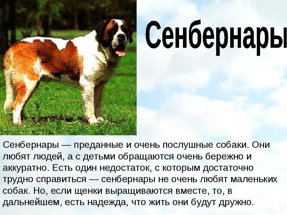 Сенбернар бенедиктин - 78 фото