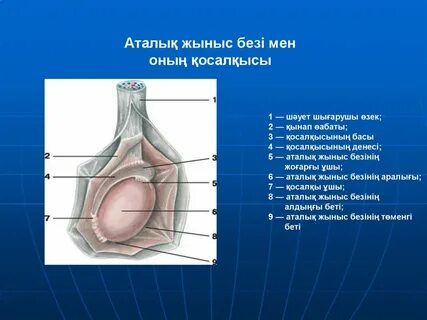 Порно видео онлайн орыс тілінде тіркеусіз