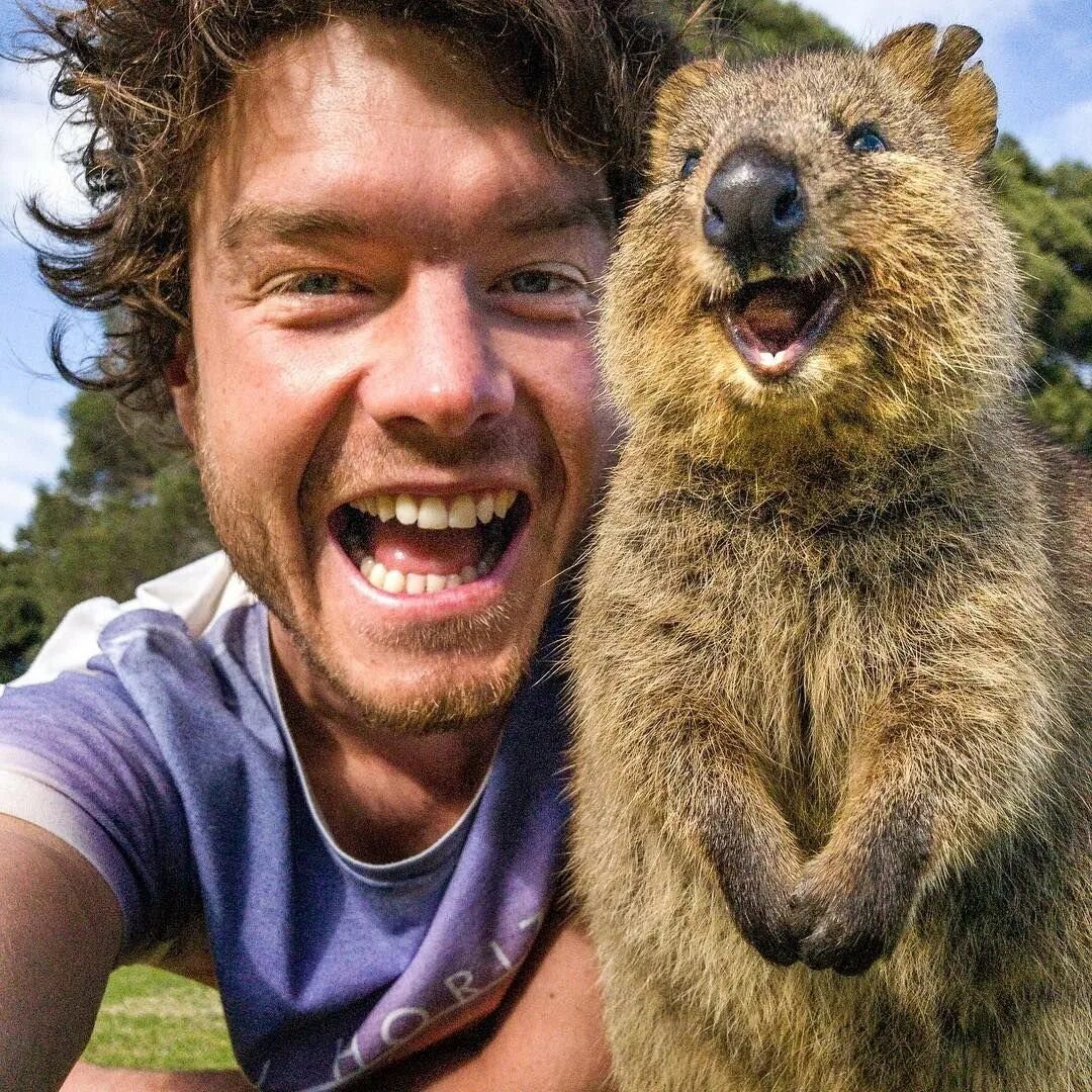 Покажи улыбающихся зверей. Австралия Квокка. Вомбат и Квокка. Квокка эндемики Австралии. Животное Австралии Квокка.