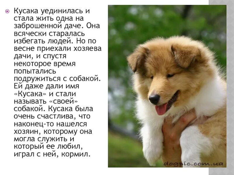 Кусака говорящие животные