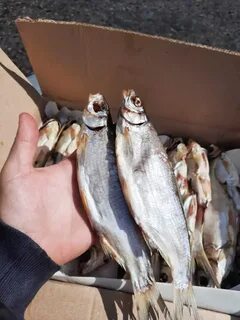 Продам вяленая рыба
