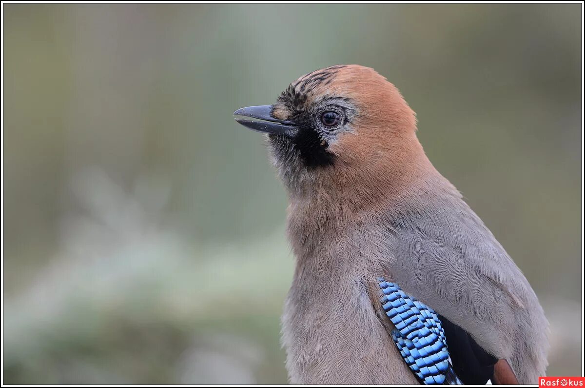 Сойка синица дятел. Рябчик и сойка. Птицы ирландии. Как поет сойка слушать. Сойка на даче зимой.