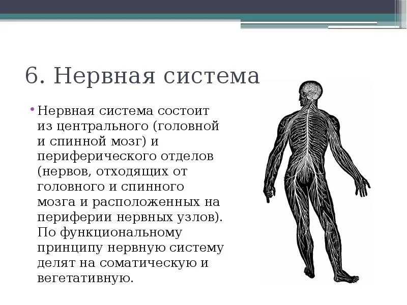 Центр периферическая нервной системы. Нервная система из чего состоит схема. Система органов человека нервная система. Центральная нервная система человека. Центральная и периферическая нервная система человека.