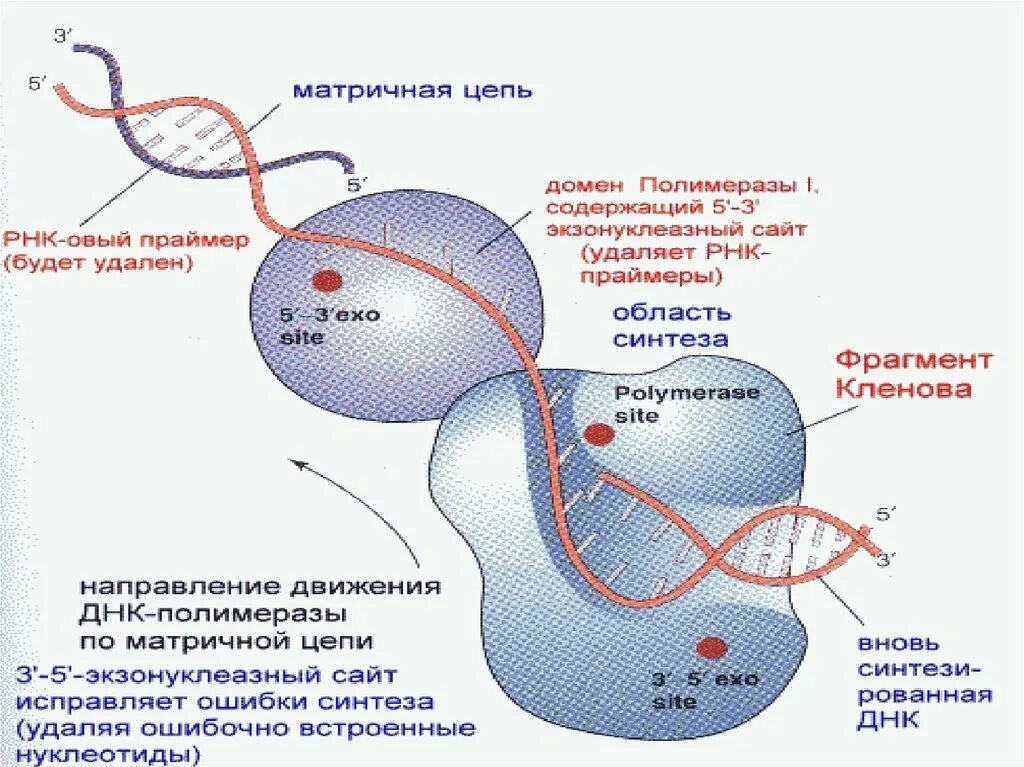 Строение ДНК полимеразы 3. Кленовский фрагмент ДНК-полимеразы. Домены ДНК полимеразы 1. ДНК полимераза фрагмент Кленова.