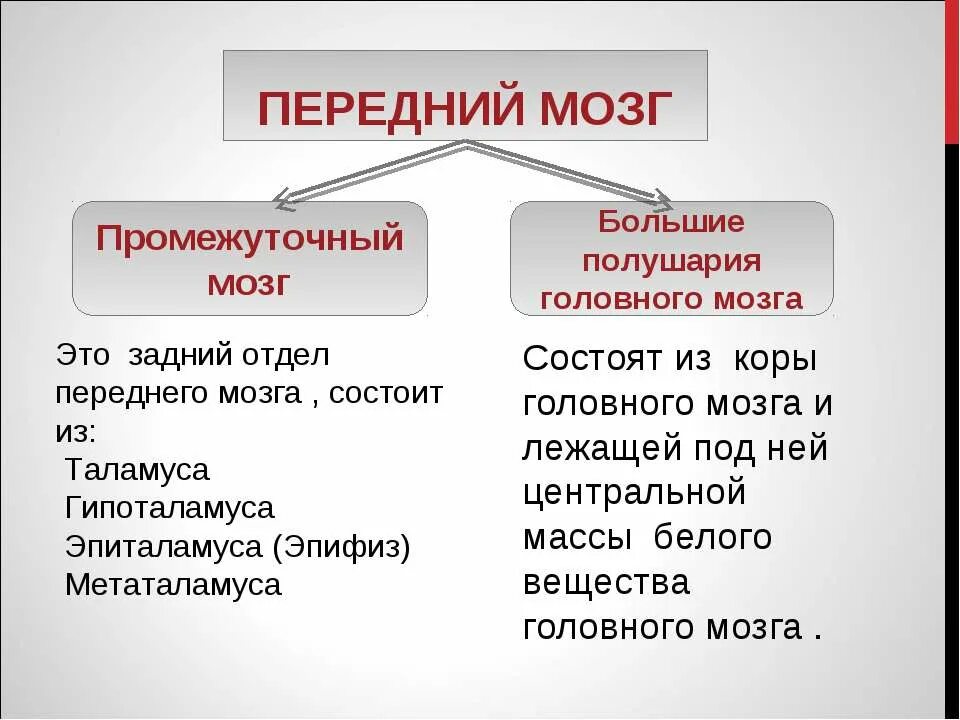 Строение и функции больших полушарий переднего мозга. Передний мозг анатомия. Продолговатый мозг мост мозжечок средний мозг передний мозг человека. Строение и функции больших полушарий головного мозга таблица. Функции полушарий переднего мозга.