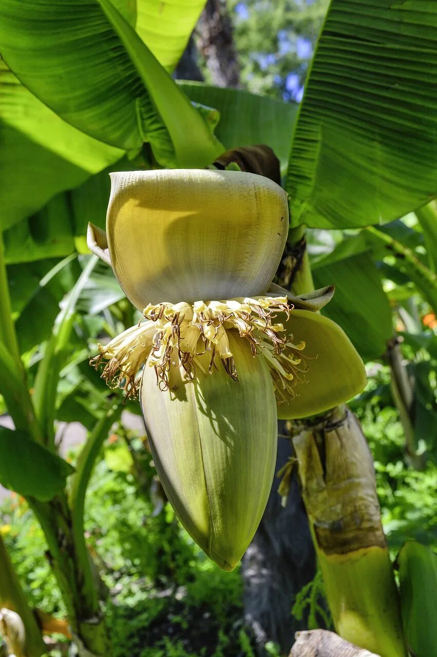 Банановая Пальма цветение. Цветок банана фото. Банан Паттайя. Цветок банана карри. Как цветет банан