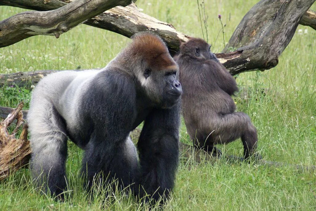 Горилла, самка. Самец горилла и самка горилла. Обезьяна горилла. Большие обезьяны.