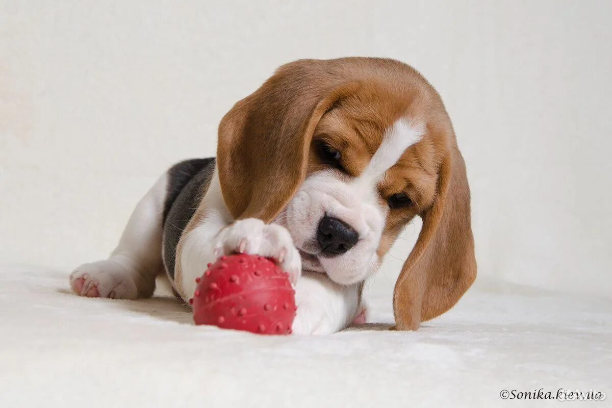 щенки бигля девочка