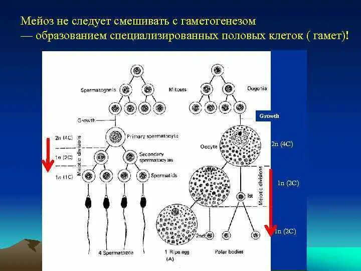Образование половых клеток гаметогенез схема. Набор генетического материала и Тип половых клеток. Образование половых клеток гаметогенез таблица. Мейоз формирование половых клеток гамет. При образовании спор и гамет происходит