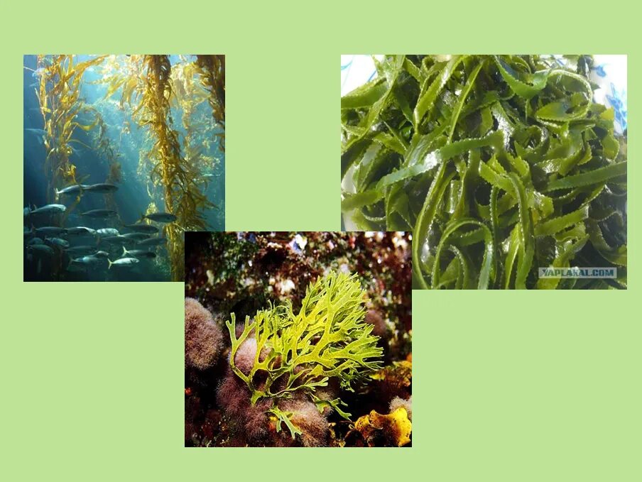 Группа растений водоросли примеры названия. Водоросли 3 класс окружающий мир. Водоросли это растения. Разнообразие растений водоросли. Группа растений водоросли.