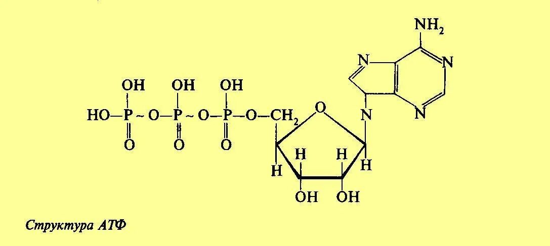 Структура АТФ формула. Химическая структура АТФ. Структурная формула молекулы АТФ. Структурная формула АТФ биохимия.