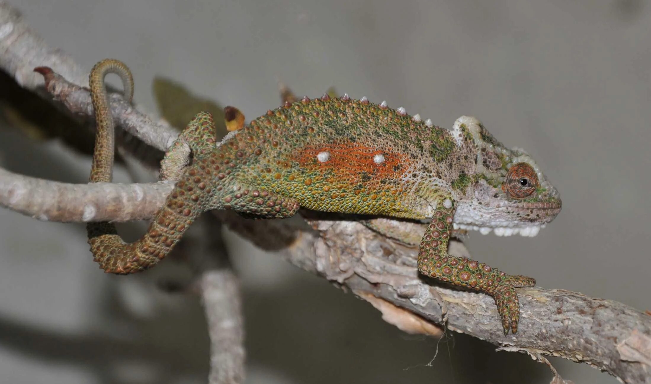 Хамелеон Bradypodion pumilum. Bradypodion thamnobates. Горный карликовый хамелеон (Bradypodion pumilum loc. RSA). Bradypodion хамелеоны.