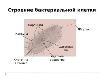Жгутики цитоплазма