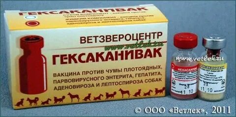 Прививка от чумки собаке