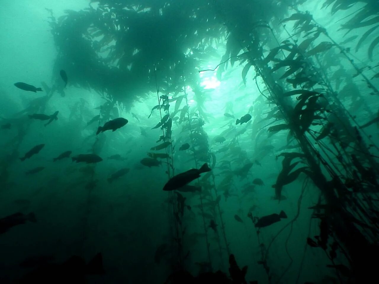 В воде рыбы водоросли. Подводный "лес"(Kelp Forest). Дно океана. Подводный мир озера. Страшное Морское дно.