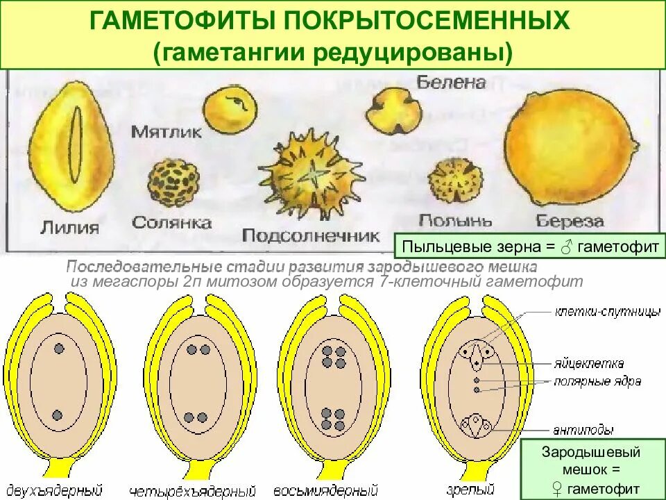 Образование зиготы образование пыльцевого зерна формирование. Женский гаметофит цветковых. мужской гаметофит пыльцевое зерно. образование женского гаметофита у цветковых. типы гаметангия.