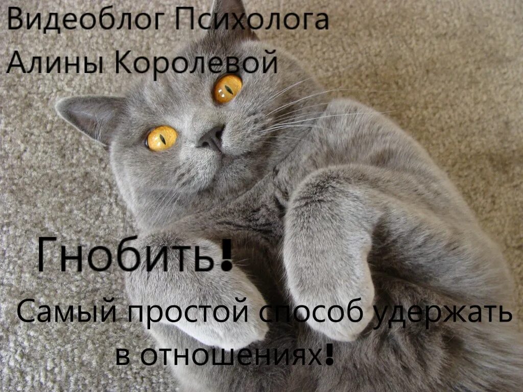 Шутки про гинекологов. Гнобить это. Читайте книги после них вы сможете гнобить людей ещё изощреннее. Смысл слова гнобить. Хватит меня гнобить.