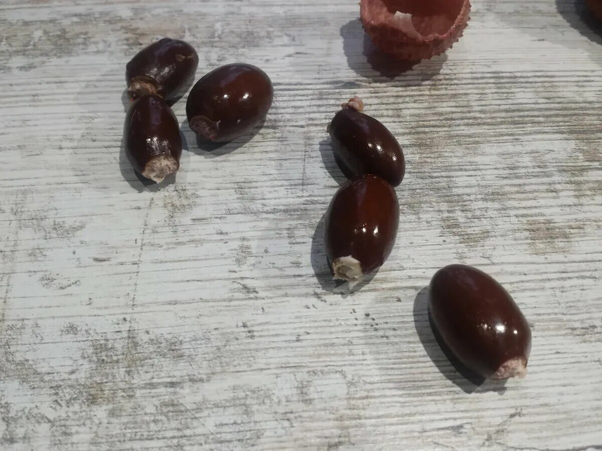 Как вырастить семена личи. Семена личи. семена хурмы. личи из косточки. личи из семян.