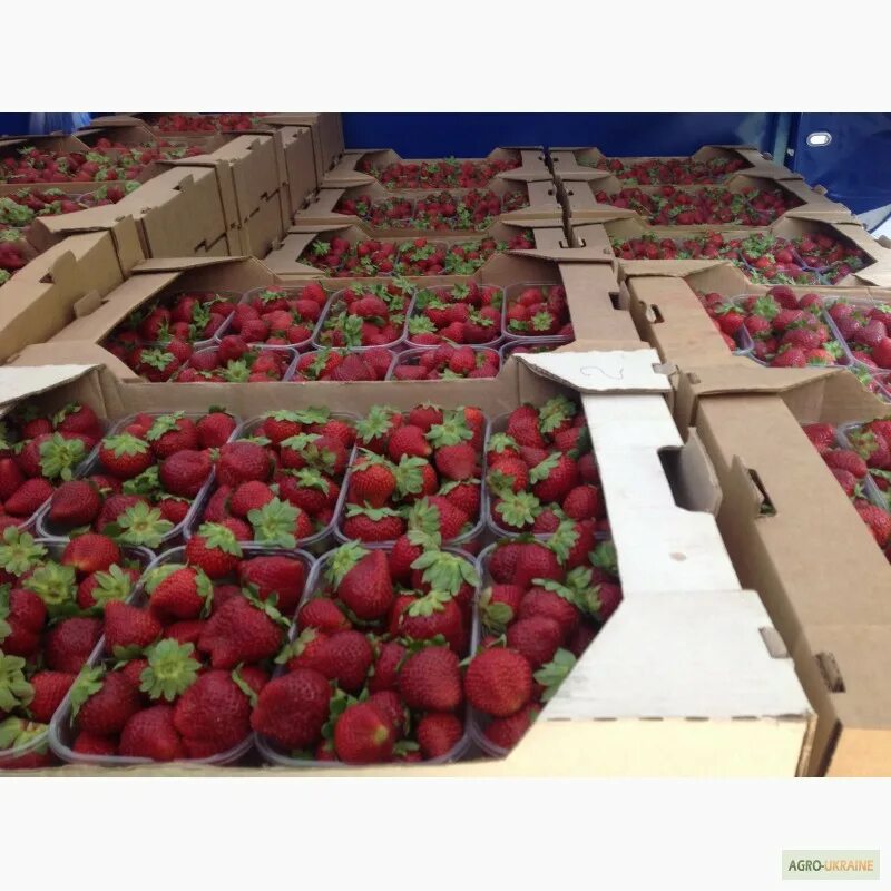 Сорт клубники клери. Capri сорт клубники. Клубника альба, купчиха. Сорт капри. Клубника альба ремонтантная.