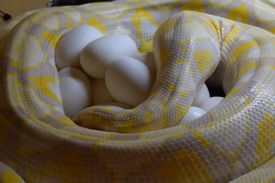 Видео яйца змеи. Сетчатый питон самка. Сетчатый питон нормал. Сетчатый питон размножение.