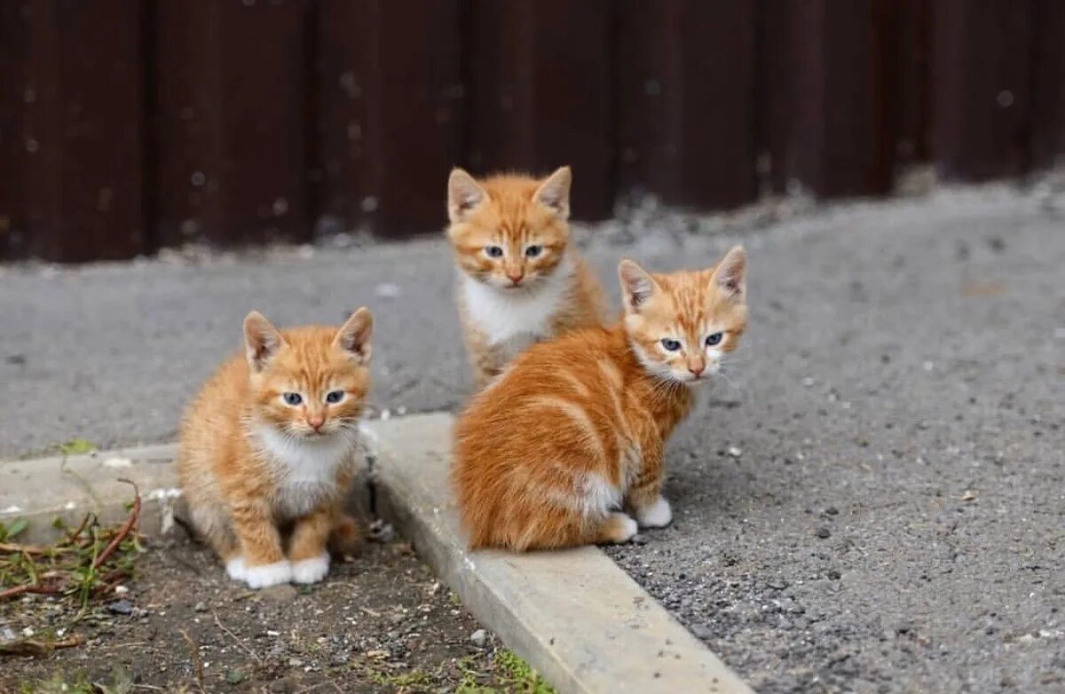 Красивая рыжая кошка. Много кошек. Рыжая кошечка. Рыжие коты. Бразильская короткошерстная кошка рыжая.