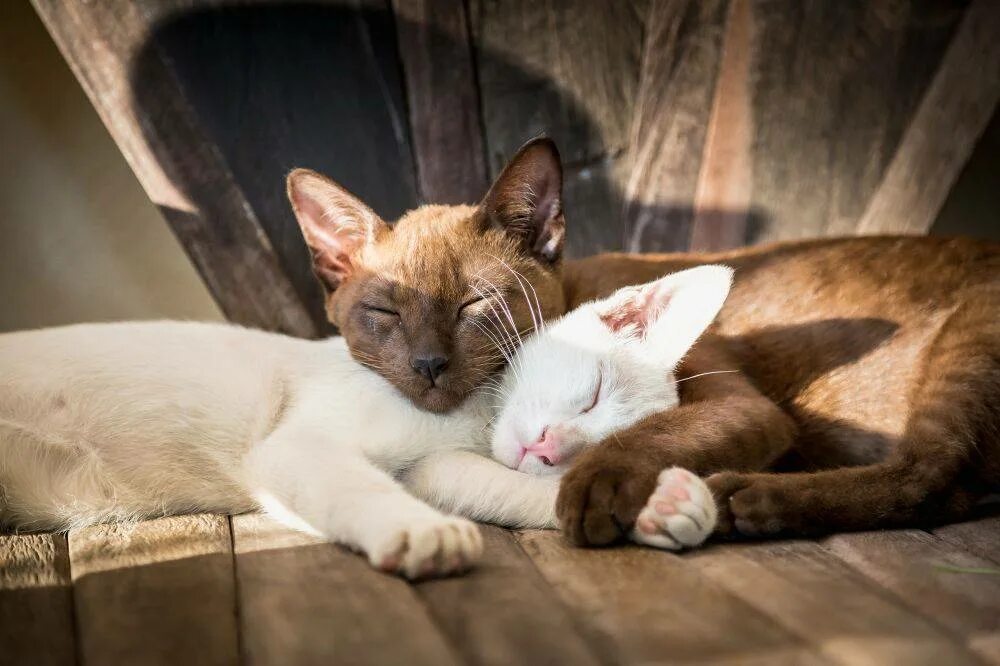 Дружелюбие кошки. Дружелюбный котик. Два кота разговаривают. Два кота беседуют