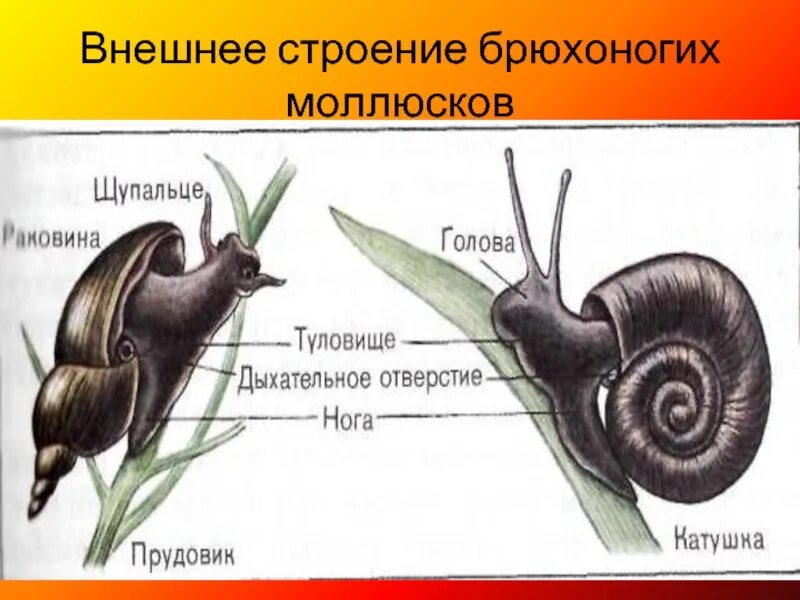 Класс брюхоногие моллюски внешнее строение. Внешнее строение брюхоногих моллюсков. Строение брюхоногих моллюсков. Класс брюхоногие строение