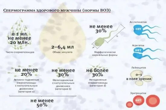 Почему у мужчины густая семенная. Показатели здоровой спермограммы. Спермограмма здорового мужчины. Спермограмма норма. Спермограмма здорового мужика.