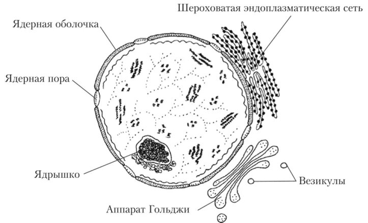 Схема строения ядра клетки. Строение ядра без подписей. Ядро клетки рисунок. Ядро строение чб. Ядро клетки схема