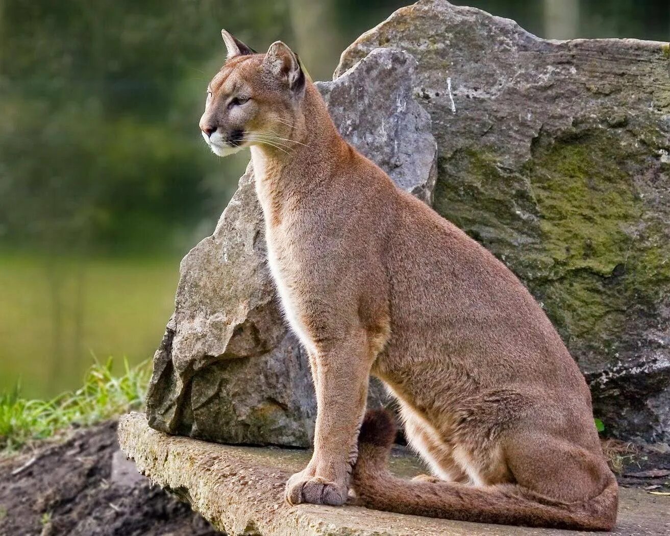 Как выглядит пума. Флоридская пума. канадская пума. флоридская пума (puma concolor coryi). пума кугуар горный лев пума.