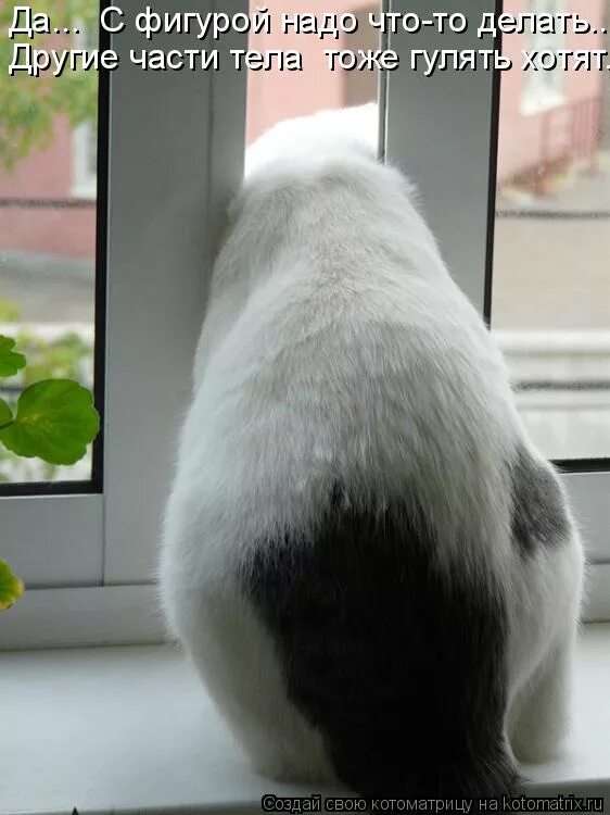 Котик заждался. Пошли гулять с собакой. Ну я хочу гулять. Хочется гулять. Картинка кто со мной гулять.
