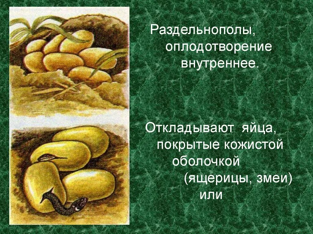 Тип оплодотворения у рептилий