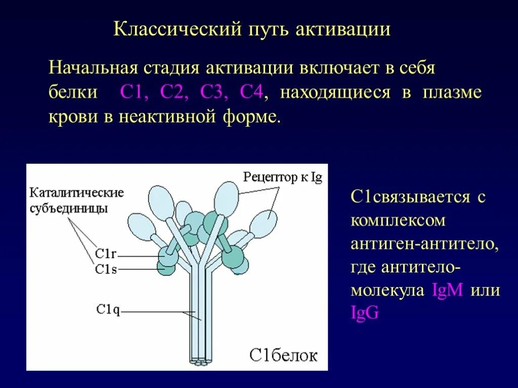 С1 компонент комплемента. 3 пути активации системы комплемента. система комплемента с2. активация системы комплемента. классический путь активации системы комплиментов.