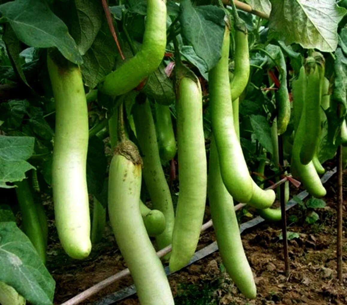 Луизиана Лонг баклажан. Terong Hijau/ Green long Eggplant. Зеленый овощ длинный. Баклажан овощ длинный. Зеленый длинный овощ