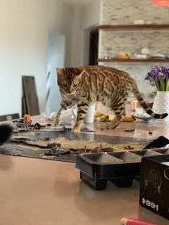 Сбросила кота