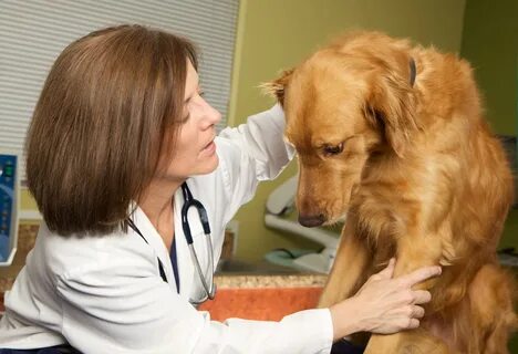 Helen is a vet use