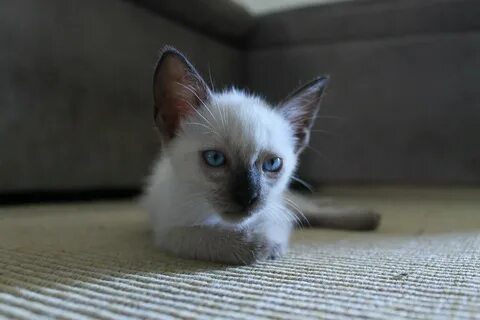 Бесплатные котята сиамская